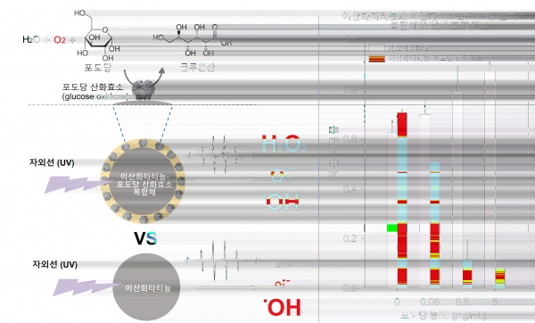 (좌) 이산화티타늄-포도당 산화효소 복합체와 이산화티타늄에서 발생하는 활성산소 종류의 차이 (우) 자외선 조건에서 포도당 농도에 따른 이산화티타늄-포도당산화효소 복합체와 이산화티타늄 항균 효과 비교 결과. (사진=KIST)