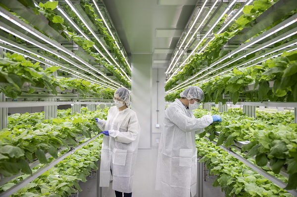 바이오앱의 그린백신 생산용 담뱃잎 재배실 전경. (사진=포스코인터내셔널)