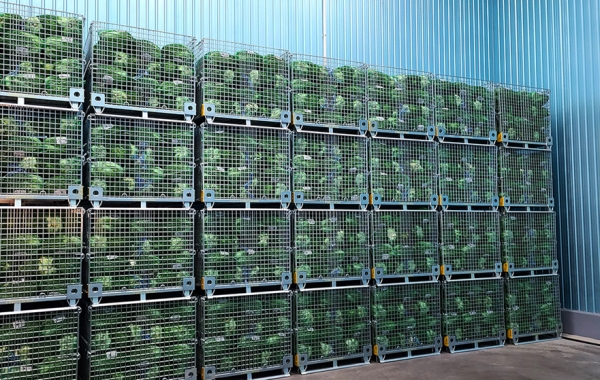 한국풀네트웍 와이어메쉬(WM115)가 농산물(배추) 수송에 사용되고 있는 모습. (사진=한국풀네트웍)