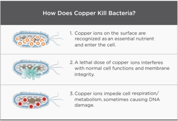 구리의 항균작용 원리
