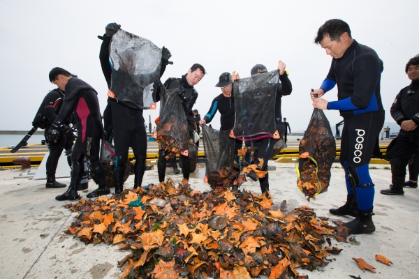 사진은 지난 8월 포항 해안에서 클린오션봉사단이 해적생물인 불가사리를 수거하는 모습. 포스코 제공.