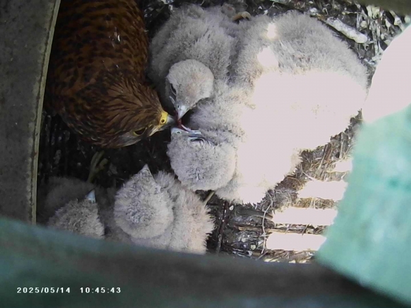 당진제철소 한 생산설비 상부 위에 둥지 튼 황조롱이와 새끼 모습. /현대제철